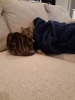 Sammy on couch 2